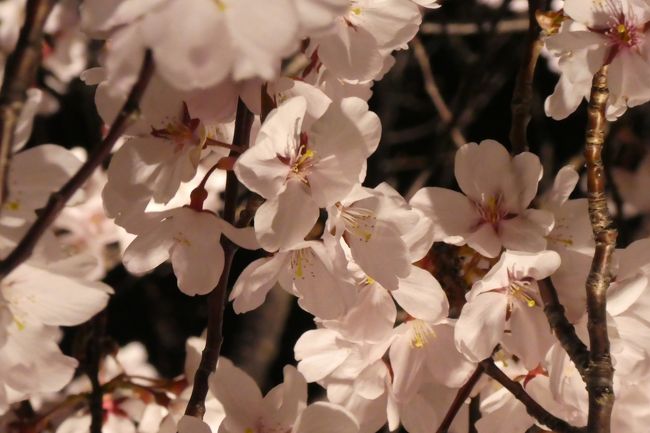 今年も桜巡り（予定）＠狭山池公園の夜桜ライトアップへ