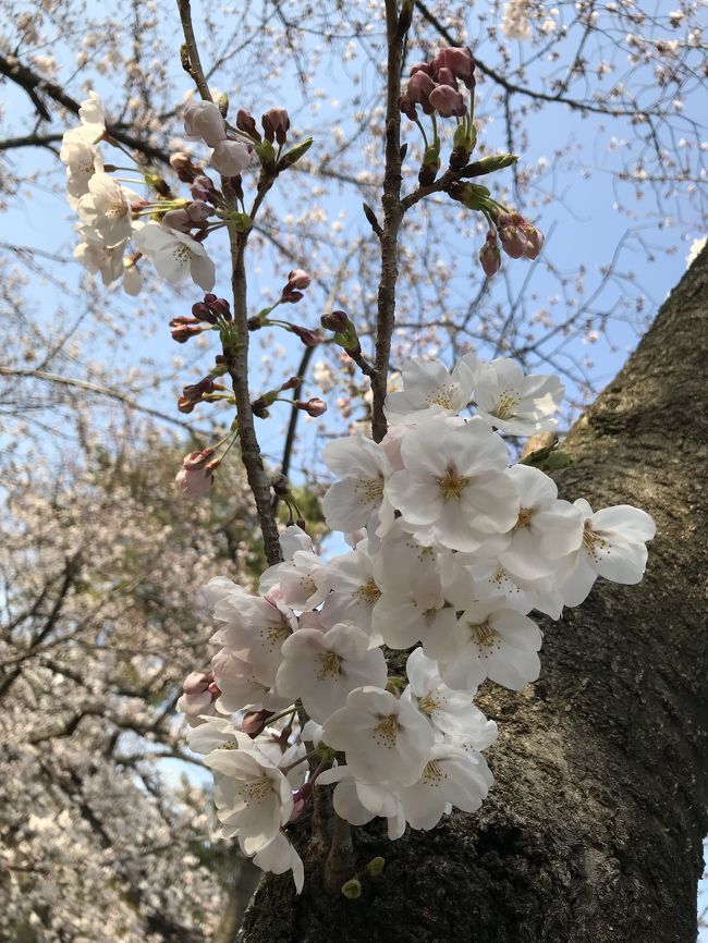 私は冬が大嫌いです?だって夏子は夏生まれ夏好きなんだから、今年は、20年ぶり位に足の指に(しもやけ)が出来ました?<br />幼子の頃は、小学校の担任の先生が心配するほどの<しもやけ>で、手も足も膿んでくる程で、手足包帯でぐるぐる巻き…大変だったのが、担任曰く「貴方はお家の手伝いをさせられてるの?」私は母に先生に言われたんだけど…って子供だから、報告したら母が憤慨し、小学校の校長まで文句を言ってしまい、逆に私はその後担任の先生にイジメられた。と言うジンクスあり…<br />と言うほど酷かった珍しい(しもやけ)もず~~とご無沙汰でしたが、何故か今年は、足の指が痛い、少し痒い!ってな具合の、まさかのしもやけに成り、(水虫では無いので混同しないで下さい←スポーツクラブで水泳する人は70%水虫有りますので、かなり気を付けてます。私は小学生で無理やり入れられた水泳部で夏に水虫に成り、当時は凄い治療を皮膚科で受けてます。以来、水虫にはトラウマ有るので、特に神経質に水虫予防しています)<br /><br />しもやけを治す為に、インターネットで調べて、お陰で今は治ったみたいですが、(余計なお話、ごめんなさい)まぁ~今年の冬は寒かった!!記憶が通り過ぎます。(東京も雪の日、何度か有りましたよね?)<br /><br />桜はどこでも春の到来を示す指針で、やっと春だ~~!<br />これからは、春~夏~大好きな時期だぁ~!と言うのが、夏子の思いです。<br /><br />私の旅行記も順番繰り上げて、クルーズも、他にも、全部放り出して、皆様が毎朝?通勤時、もしくは帰宅時、今週の週末、お花見に出かけるであろう先に、桜報告致します♪