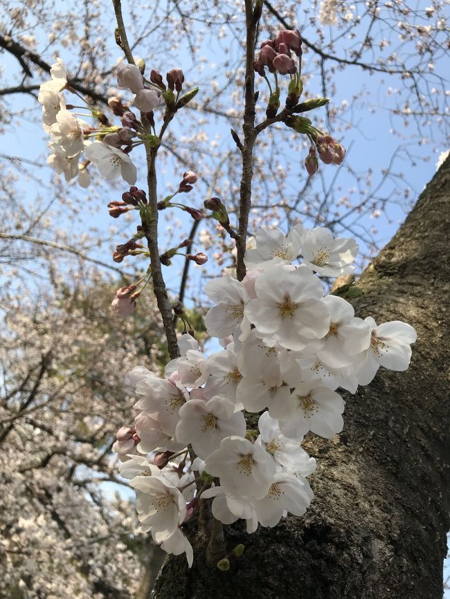 私は冬が大嫌いです?だって夏子は夏生まれ夏好きなんだから、今年は、２０年ぶり位に足の指に(しもやけ)が出来ました?<br />幼子の頃は、小学校の担任の先生が心配するほどの＜しもやけ＞で、手も足も膿んでくる程で、手足包帯でぐるぐる巻き…大変だったのが、担任曰く「貴方はお家の手伝いをさせられてるの？」私は母に先生に言われたんだけど…って子供だから、報告したら母が憤慨し、小学校の校長まで文句を言ってしまい、逆に私はその後担任の先生にイジメられた。と言うジンクスあり…<br />と言うほど酷かった珍しい（しもやけ）もず～～とご無沙汰でしたが、何故か今年は、足の指が痛い、少し痒い！ってな具合の、まさかのしもやけに成り、(水虫では無いので混同しないで下さい←スポーツクラブで水泳する人は７０％水虫有りますので、かなり気を付けてます。私は小学生で無理やり入れられた水泳部で夏に水虫に成り、当時は凄い治療を皮膚科で受けてます。以来、水虫にはトラウマ有るので、特に神経質に水虫予防しています）<br /><br />しもやけを治す為に、インターネットで調べて、お陰で今は治ったみたいですが、(余計なお話、ごめんなさい）まぁ～今年の冬は寒かった！！記憶が通り過ぎます。(東京も雪の日、何度か有りましたよね？）<br /><br />桜はどこでも春の到来を示す指針で、やっと春だ～～！<br />これからは、春～夏～大好きな時期だぁ～！と言うのが、夏子の思いです。<br /><br />私の旅行記も順番繰り上げて、クルーズも、他にも、全部放り出して、皆様が毎朝？通勤時、もしくは帰宅時、今週の週末、お花見に出かけるであろう先に、桜報告致します♪