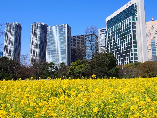 ちょうど菜の花が満開。そして桜も開花！<br />というわけで、都会のオアシス浜離宮に行ってきました！<br /><br />浜離宮は菜の花畑と高層ビル群という都会的なコントラストが楽しめます。少なめだけど桜もあり、きれいでした！<br /><br />本当は浜離宮だけでランチでもして帰る予定でしたが、あんまりいい天気で気持ちがいいので、もったいない気がして急きょ浜離宮から浅草へ水上バスで行くことに。<br />水上バスから隅田川沿いの桜を楽しめました！<br /><br />以前、桜の時期に浅草から水上バスに乗った時は激混みで長時間並んだ覚えがありますが、浜離宮では来たバスにすぐ乗れてラッキー♪桜の時期のこのルート、おすすめです(^^)<br /><br />浅草では、前にフォートラのトラベラーさんが紹介されていて気になっていた、フルーツパーラーゴトーへ。フルーツもりもりのパフェをいただき、大大大満足！！