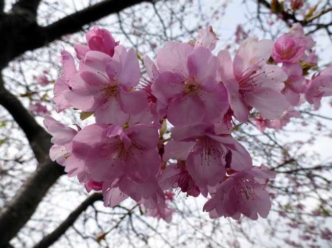 わさび園 かどやで満足の昼食を楽しんだ後は、河津桜を捜します。<br /><br />先ずは、随分前に訪ねて好印象が残る河津七滝ループ橋近くのスポットに向かいます。<br />
