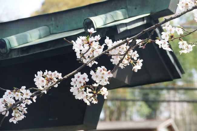 今年は桜の開花が例年より１週間ほど早いというニュースを目にした。そこで満開の時に我がまち町田の桜の名所をいくつか訪ねてみた。町田の桜の名所と言っても地元の人しか知らないようなところで、もしかしたら地元の人でも知らないような場所もあるかもしれない。<br /><br />数日かけて歩いてみた。連日天気が良かったので、のんびりと里山を歩いた。歩いたのは、町田のはずれともいうべきところばかりで、鶴川地区と三輪地区の２カ所である。里山と言われるようなところである。三輪地区は川崎市岡上と入り組んでいるので、岡上の方も併せて歩いたことになった。<br /><br />今年は上野や千鳥ヶ淵というような有名な桜の名所には行かなかった。小生が住む地元の桜の名所を訪ね、喧騒や人混みとは無縁の静かなところで美しく咲き競う桜の花を楽しんだ。大いに堪能できたことは言うまでもない。