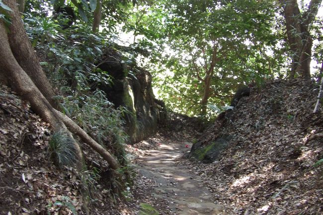 　中腹の畑から今泉3のバス通りへの下り口は切通状になっている。この崖の上には、嘉永年間（1848年～1854年）に建てられた立派な表門を寺社のように柱を「根継（ねつぎ ）」して残しているお宅の屋敷稲荷が祀られている。7年前に訪れた際（https://4travel.jp/travelogue/10561173）にはこの横にある裏山のご先祖さまのお墓も拝見させていただいた。やぐらのような横穴の中に墓石が並んでいるのであるが、明治10年以降は墓石の大きさ制限が解かれたために、天井に穴を空けて背の高い墓石を祀っていた。この横穴は明治10年以前に掘削されたことは分かったが、それが鎌倉時代・南北朝時代にまで遡れるのかは分からなかった。ただ、この谷戸の岩瀬の西念寺の周辺にはやぐらが残っており、微妙なところだ。また、この家の人に裏山の山中にある庚申塚まで案内してもらったこともある。<br />　家の前のプラッスティック桶には山からの湧き水が流れ込むようにホースが施設されており、7年前のままである。<br />（表紙写真は切通になった下り口）