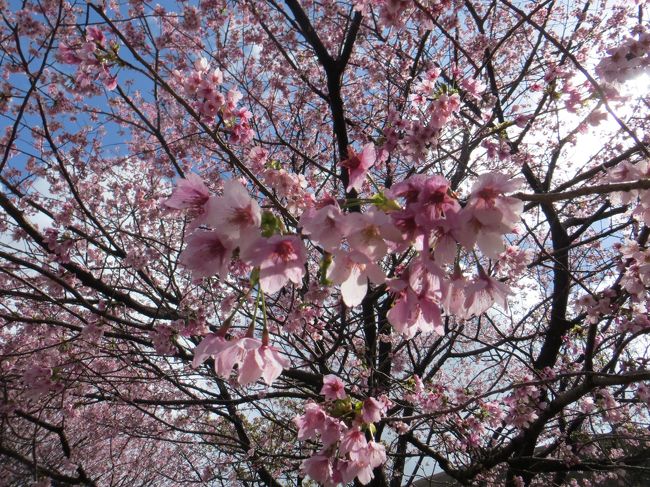 この旅行記のタイトルは、「桜を求めてドライブの伊豆旅行、毎日　伊勢海老・鮑・金目鯛を食する旅」となるはずでした。<br />しかし、前回のマレーシア旅行同様、人生初の大惨事に見舞われました・・・<br />ドライブ旅行の最終日に　大変な事件が起きてしまいました・・・<br />途中までは、伊豆の景色に癒されて、仕事のストレスもなくなり<br />本当に旅を楽しんでいたのですが・・・