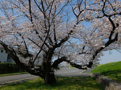 ２０１８ 赤羽　荒川の桜たち　今年も綺麗な花を見せてくれました　上