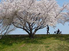 ２０１８ 赤羽　荒川の桜たち　今年も綺麗な花を咲かせてくれました　下