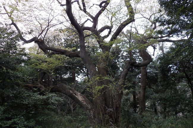 　鎌倉広町緑地の山頂付近にある桜の木は道標には「大桜」、現地が示された「鎌倉広町緑地散策マップ」と「鎌倉広町緑地案内図」看板には「桜大木」と記載されていて、この桜には名前がないままだ<br />　鎌倉山入口から入り、「大桜」の道標に従って大桜（桜大木）が開花している様を見、この桜も大島桜であることを確認した。帰りは浄化センター入口から出て、江ノ電七里ヶ浜駅から江ノ電電車に乗って鎌倉経由で帰った。<br />　鎌倉広町緑地の中で、通った散策路沿いに生えている桜は全て大島桜であり、この公園を整備している人が言っていた通りだ。しかし、この緑地から2km余りしか離れていない鎌倉中央公園東側の尾根道やさらに矢戸の池がある谷を越えた台峯方向にも、あるいは鎌倉広町緑地の周りの谷戸の住宅の裏山には薄いピンク色の山桜も見える。ここ鎌倉広町緑地だけは大島桜の楽園のようだ。<br />（表紙写真は鎌倉広町緑地の大桜（桜大木））