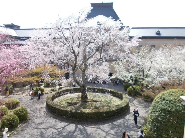 京都に桜を見に行ってきました<br />もう6~8分の咲き具合で、この週末はぴったし見頃になりそうです<br /><br />それでわ (^^)/<br />
