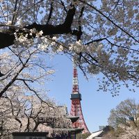 桜と東京タワーと増上寺