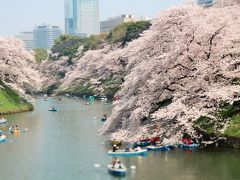 千鳥ヶ淵と皇居乾通り一般公開でお花見♪2018（Chidorigafuchi）