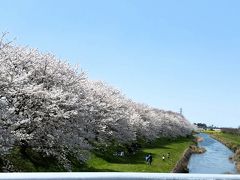 流川桜祭り