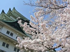 桜満開の名古屋城へ