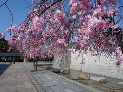 名古屋も桜が満開になりました。あっという間です。