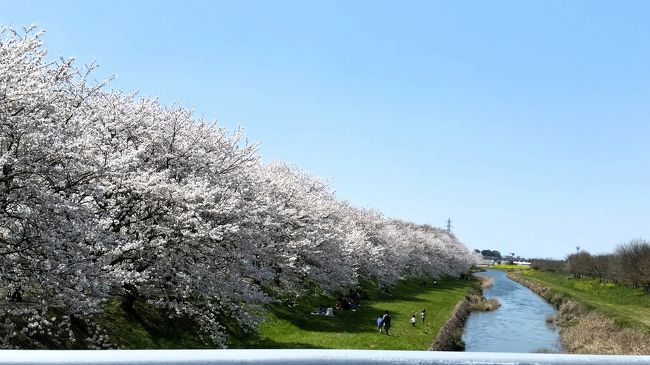 2018年03月29日<br />今年は晴天の日が多く、暖かく桜もあっという間に満開です<br />今回は大好きな流川に目の保養に行ってきました<br /><br />流川の桜は全長約２キロ<br />1000本の桜が咲いてます<br /><br /><br />うきはの流川桜まつり