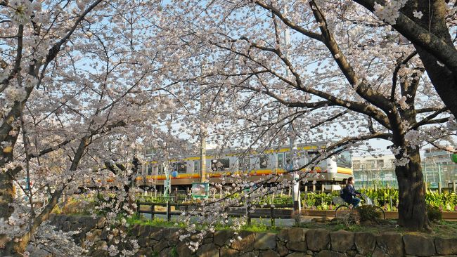 毎年恒例の出勤前桜散歩。<br />今年はどこへ行くか迷いましたが、二ヶ領用水へ。<br /><br />二ヶ領用水の桜は、去年初めて見てとてもステキだったので、今年もまた見たいなぁと。<br />去年はお休みの日に行ったら、すごい人だったのであまり写真も撮れず…。旅行記も書きませんでした。<br />今年もそんなに写真は撮っていませんが、記録も含めて旅行記にしました♪
