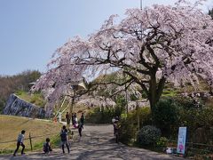 2018 綾川町　堀池の枝垂れ櫻を見に