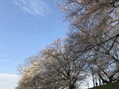 2018年3月　京都に桜シーズンがやって来た！平野神社～淀川河川公園背割堤地区の桜　後編 可愛いあの子にも会えました。