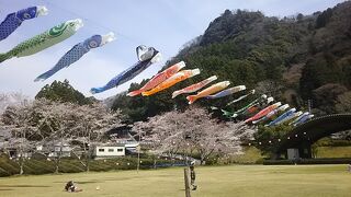 早い春の訪れを楽しむー磐田にて花桃と桜と