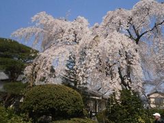 中院・喜多院・新河岸川　花見