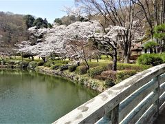 薬師池公園の桜と相模原市立博物館・JAXA相模原キャンパス見学