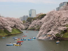 都内の桜