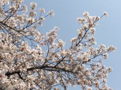 ２０１８年４月　春爛漫♪ワインと桜を満喫した大阪ワンデイトリップ♪