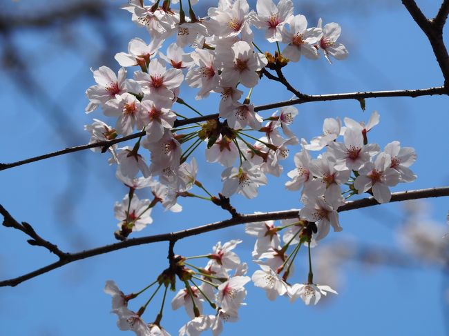 都立井の頭恩賜公園は、1917（大正６）年５月１日に<br />日本で最初の郊外公園として開園<br /><br />今年５月１日に開園100 周年を迎えました!<br /><br />井の頭恩賜公園管理所<br />TEL 0422-47-6900<br />〒180-0005<br />武蔵野市御殿山1-18-31<br /><br />平日でしたが春休みと言うこともあり、子供たちで池のボートは一杯でした。<br /><br />途中　井之頭と命名された　徳川家康公の　御茶ノ水発祥の<br />井があります。<br /><br />井之頭公園　言われより・・<br />↓<br />徳川家康は家臣の大久保忠行に命じ、江戸の飲料水を確保することを計画。水源を井の頭池とし、善福寺池や妙正寺池の水も併せて神田駿河台まで引こうとした。<br />これが神田上水。<br /><br />後の玉川上水とともに江戸時代の2大上水となった。<br />井の頭池の東端には、取入口である石門が残る。<br />一方、周辺の林は幕府の御用林として保護されていた。<br /><br />明治維新後、民間所有をへて東京府が買い上げ、明治22（1889）年宮内省の御用林となる。<br />大正2（1913）年帝室御料地から東京市に下賜、大正6（1917）年恩賜公園となり、日本初の郊外公園として一般公開された。<br />との事です・・・<br /><br />向かいの動物園は列を成して　子供たちが並んで　入場を待っていましたよ。<br /><br />昨年は雨まじりの中を散策しましたが　今年は天気に恵まれて<br />気持ちが良かったあ～～～～～<br /><br />桜と青空を　満喫して来ました。<br /><br />