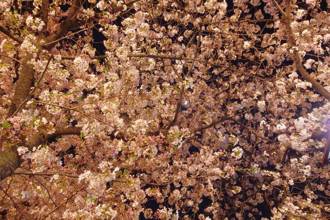 今年も桜の季節がやってきて、連日目黒川沿いの道は凄い人。<br />正直、目黒川は臭くてドブ川だと思っているので、なぜ人がこんなに来るのか分からない。<br />雪が降ったりしましたが、今年も綺麗に咲きました。