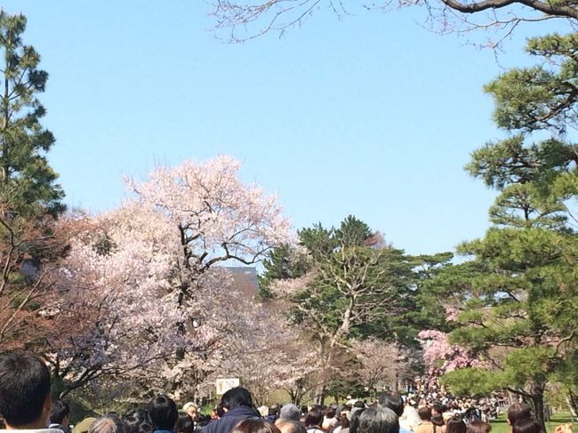 皇居でお花見