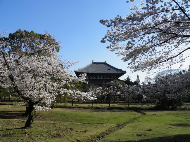 ちょっと前まで寒かったのにいきなり春夏モードの今日この頃。<br />桜もあっという間に満開です。<br />お天気も良いので、奈良にお花見散歩に行ってきました。<br /><br />（大邱旅行記の途中ですが、こちらを先にアップします。）