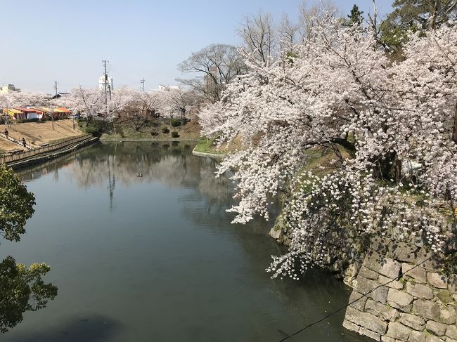 愛知県の城跡巡り：岡崎城跡、花見。