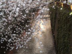 2018年の東京・神奈川の桜～中目の桜は外せない！！目黒川・大岡川・山下公園・さくら坂などダイジェストで！～