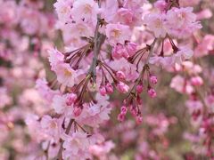 2018千鳥ヶ淵から小石川後楽園