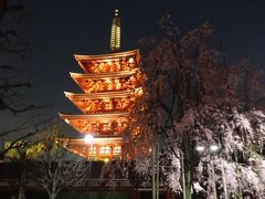 浅草で桜　２０１８