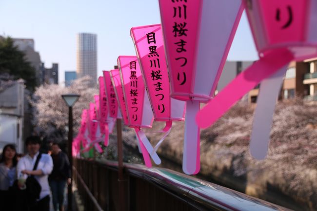 ブララブコー 「一網打尽！東京桜の名所巡り その3 ～芝公園と東京タワー・目黒川編」