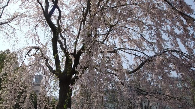 ３月というのに夏日のような暖かさ。<br />友人と一緒に関内で待ち合わせ、横浜公園～山下公園～横浜人形の家<br />～港の見える丘公園～元町へ桜を求めて散策しました。<br />チューリップもきれいに咲いていました。<br />人形の家では追悼特別企画として昨年亡くなった後藤由香子展が<br />開催されていました。<br />素晴らしい雛人形を鑑賞しました。<br />外人墓地あたりの桜も満開でした。