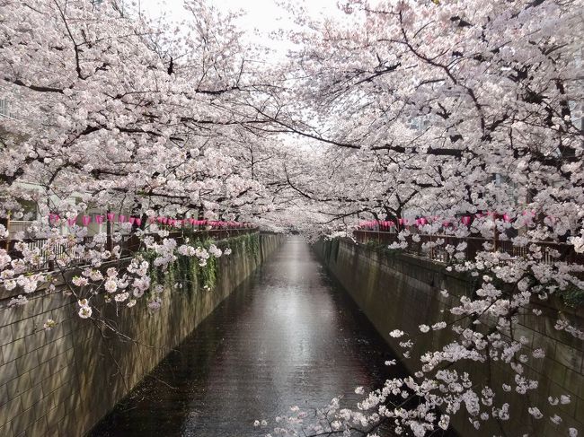 今年は例年より早く満開を迎えた東京の桜。見頃を過ぎないうちに目黒川にお花見に出かけました。<br />気温も上昇する青空の下、一面ピンクの桜並木の中を歩き春を満喫してきました。