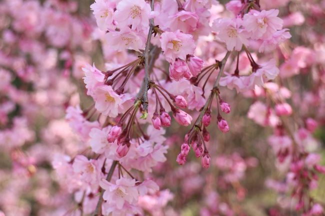 桜の満開になっているところへ行きました。テレビで千鳥ヶ淵の桜がきれいだと言うことでＪＲ飯田橋駅から早稲田通りを歩いて靖国神社を抜けて田安門まで行きました。靖国神社は大鳥居の周りだけ見て、九段坂公園へ行きました。高燈篭(常燈明台)の周りはものすごい人混みです。急いで千鳥ヶ淵の写真を撮って、目白通りを飯田橋方面に行きます。次は小石川後楽園へ行きました。園内は桜が満開でした特にしだれ桜がきれいでした。