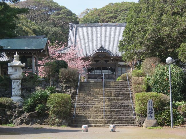 3月15日、午前11時に伊豆海洋公園に到着した後、近くにある蓮着寺を訪問しました。　午前11時半に蓮着寺を発ち、城之崎海岸駅へ1.5キロの道を歩いて戻っていきました。 午後0時頃に城ヶ崎海岸駅に到着し、午後0時22分発の伊東駅方面行きの列車に乗り、伊東駅に戻りました。<br /><br />〇蓮着寺について・・・説明文による<br />　弘長元年、伊豆伊東に流罪となった日蓮大聖人は、　　　　　　　　　<br />　ここ蓮着寺近くの烏崎の俎岩(まないたいわ)に置き去りにされました。　<br />　そこを舟守弥三郎の小舟が通りかかり、日蓮大聖人をお救いしたのです。<br />　日蓮大聖人はこの地方に謫居すること一年九ヶ月、　　　　　　　　　<br />　弘長三年二月二十二日、御赦免となり鎌倉へお帰りになられた。　　<br />　当山の開創は室町時代日朗門下の正乗院日云上人が日蓮大聖人の霊跡を探してこの地に至り、古老の話しを調査しこの地こそ大聖人伊豆法難の霊場であることを確め、烏崎を『日蓮崎』と改め、この津を『篠海浦』(ささみがうら)と名付け、御経岩、岩題目、袈裟掛けの松、俎岩の霊跡を世に出したのが始まりです。　　　<br />　当山は寺域約二十一万坪を有し天然の樹木に囲まれ、樹齢千年を超える　　やまもも(揚梅木)の大木や樹齢百年の『千歳の椿』(薮椿)、『石喰いモチの木』薮椿の群生が有名である。　　　　　　　　　　　　　　　　　　　　　　　　<br />　　<br /><br /><br />*写真は蓮着寺の風景