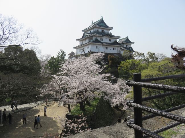 和歌山城にお花見に行ってきました。お天気がよくて満開の桜が青空に映えてきれいでした。敷物を敷いて宴会をしている人も多く大道芸もあり、１日楽しく過ごせました。帰りに和歌山ラーメンをいただきました。