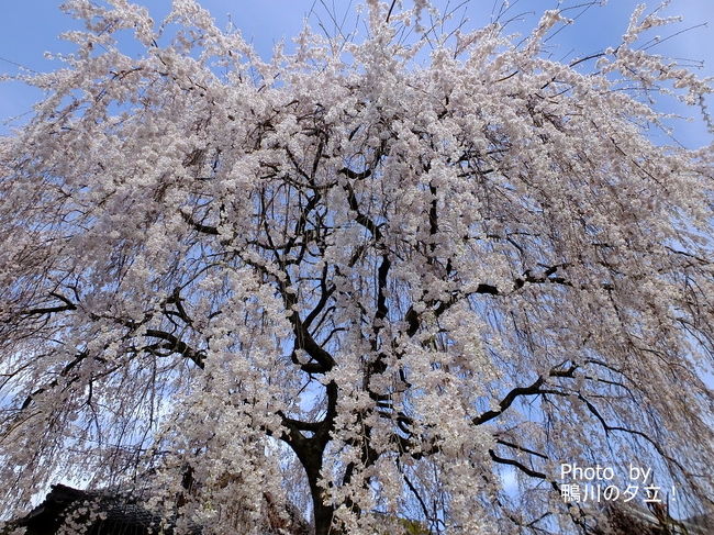 京都の桜を撮りに行こう！その一は、<br />妙満寺⇒本満寺⇒京都御苑⇒旧京都府庁舎⇒金戒光明寺⇒真如堂⇒武道センターと廻りました。<br />今週に入り桜も一気に開花し見頃を迎えましたね。<br />運良く（？）30日に休みが取れたので30日・31日・4月1日と桜を撮り歩く予定です！<br />まあ～　小遣い次第ですが・・・！（笑）