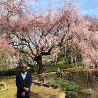 小田原熱海で桜を楽しみ 湯河原で飯田商店のラーメンを味わう