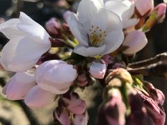 2018年　春の花便り♪　ちらほら咲き始めた我が家の桜に見送られて～久しぶりの白馬東急ホテルへ(*'▽')/