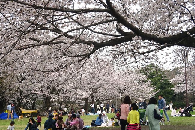 神奈川にも桜満開宣言が出た。<br />桜名所の県立四季の森公園とすぐお隣の里山ガーデンを訪れた。<br />残念ながら、桜は満開だったが午後から薄曇りに成ってしまった。<br /><br />四季の森公園は里山の自然が残された、４５haもある大きな公園。<br />四季折々の花が楽しめるが、今日は期待通りのさくら満開を楽しめた。<br /><br />さらに、春を告げるカタクリも見られた。<br /><br />この後、里山ガーデンに向かう。