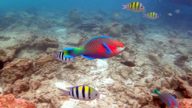 泳げないのに、鮮やかでトロピカルな魚を<br />ホテルのビーチエントリーで見たい！！って・・・<br />そんな妻の無謀な願い？をかなえるべく、<br />４トラで探したホテル！！「ピピザビーチリゾート」　<br /><br />なんと！前回3年前に泊ったホテルのほん近くにあったんです・・・<br /><br />浮き輪も用意して、準備万端で挑みましたが、意外と足がつく浅瀬に魚がうようよいて、感動！！（干潮時）<br /><br />西洋人のカップルたちが南国の雰囲気に酔い,アツアツでキスしたりして<br />いちゃつく中・・・<br /><br />水中めがね顔でモクモクと魚を見て喜んでいる東洋人家族が一組・・・という感じでした。