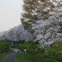 栃木･茨城･埼玉　春の花絵巻＆スカイベリー　by　日帰りバス