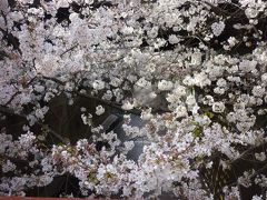 満開の桜　　2018年3月