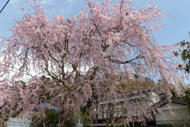 　実方家の桜はヒガンザクラが散り始めで、紅枝垂れ桜が正に満開である。ただし、実方家の紅枝垂れ桜の前には電柱が立ち電線が張られているので、それが入らないように撮るのは大変だ。前回とは違って、散り始めのヒガンザクラに替わり源平花桃（紅白の花桃）が満開である。この周辺では源平花桃がそこここで見られる。源平花桃は桜ほどには生長しないので一般の住宅の狭い庭にも植えられているからだ。<br />（表紙写真は満開の実方家の紅枝垂れ桜）