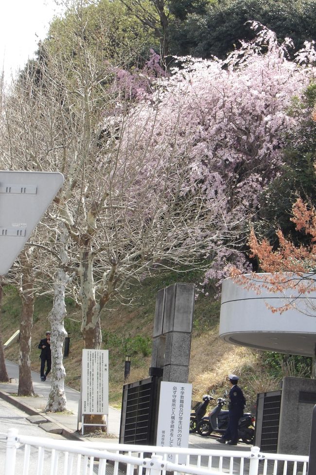 　今年の明治学院大正門奥の紅枝垂れ桜は染井吉野より早く開花していた。それでも今日も満開の状態で咲いている。<br />　明治学院大のキャンパスは元々は山を造成したもので、その法面、かつての山裾には大島桜が生えており、桜といえば白色が目立つ。あるいは、南門周辺には染井吉野など薄いピンク色が多く目に付く。そんな中でもっと色の濃い紅枝垂れ桜が正門奥に植えられているのだ。横浜キャンパスの開設は昭和60年（1985年）である。この紅枝垂れ桜の樹齢は40年といったところだろう。ようやく見栄えがするまでに生長した感じだ。<br />（表紙写真は明治学院大正門奥の紅枝垂れ桜）