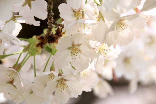 午前と午後、桜見のハシゴしました。<br />今度、月1で写真教室に通うことになったので、早速桜の写真を撮りに出かけてみました。<br />多くの人で賑わう、桜咲く風景。<br />ほんと、日本っていいなぁ(^O^)